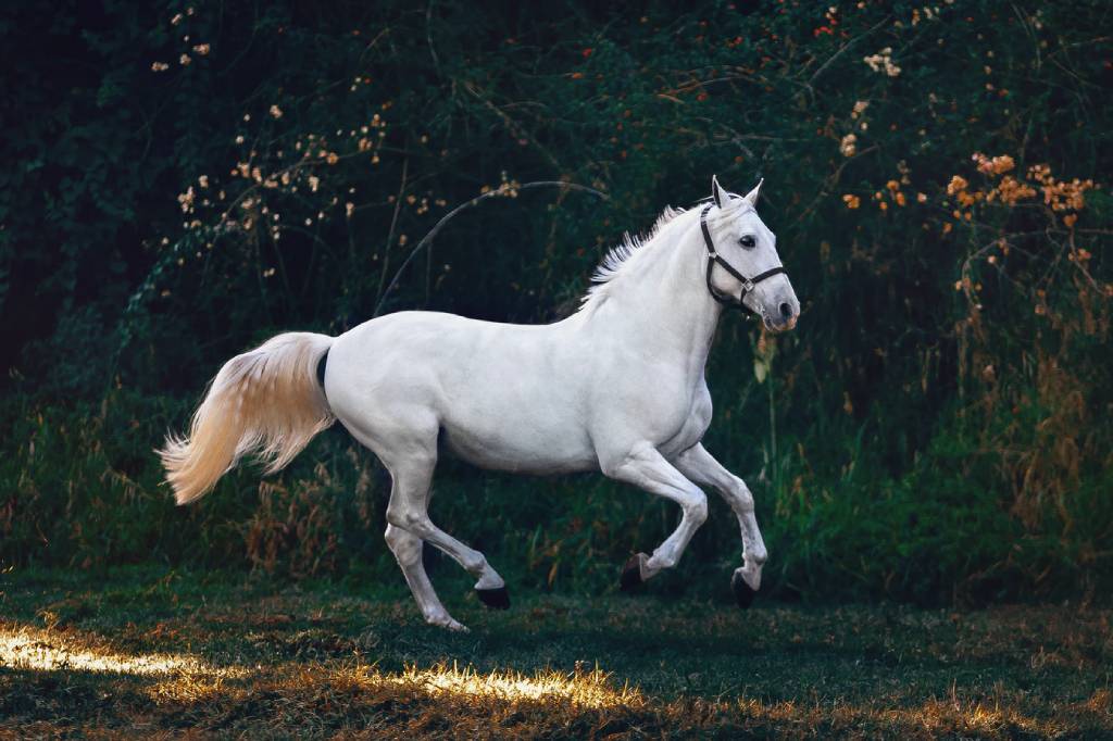 galopujący biały koń