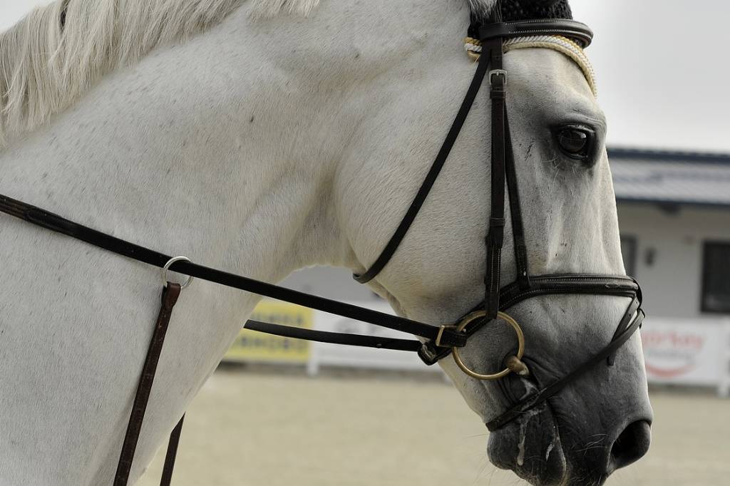 biały koń - zbliżenie na głowę