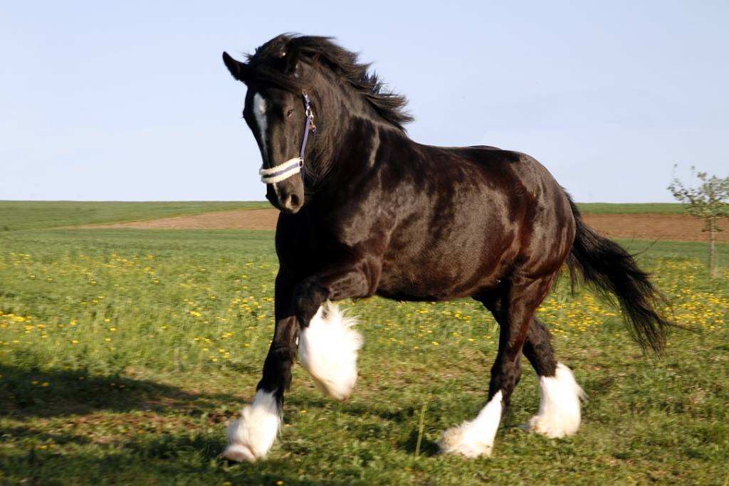 Czarny koń rasy Shire