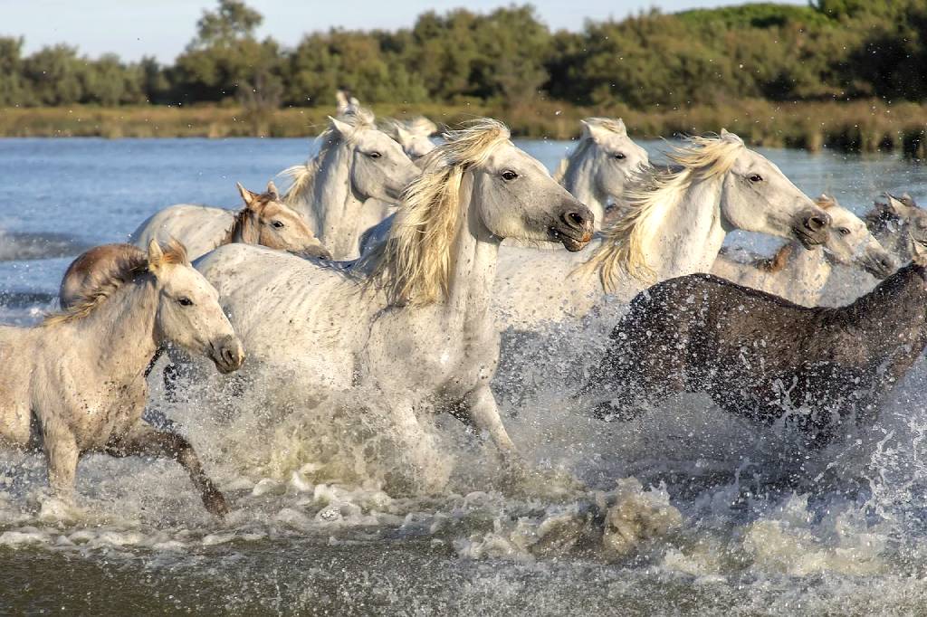 białe konie galopujące po wodzie