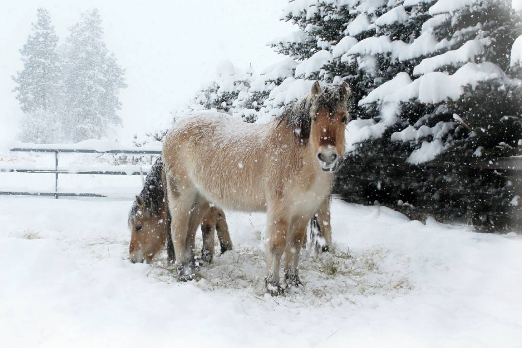 konie fiordzkie na śniegu